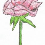 Zofia Chojecka, róża