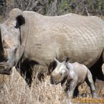 Afryka - śladami Stasia i Nel , nosorożce