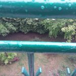 Konkurs fotograficzny Powidoki #ZostańwDomu, widok na zieleń z balkonu